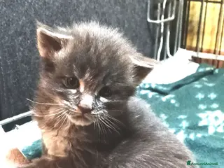 Maine Coon gatti Splendidi tabby - Annuncio 6