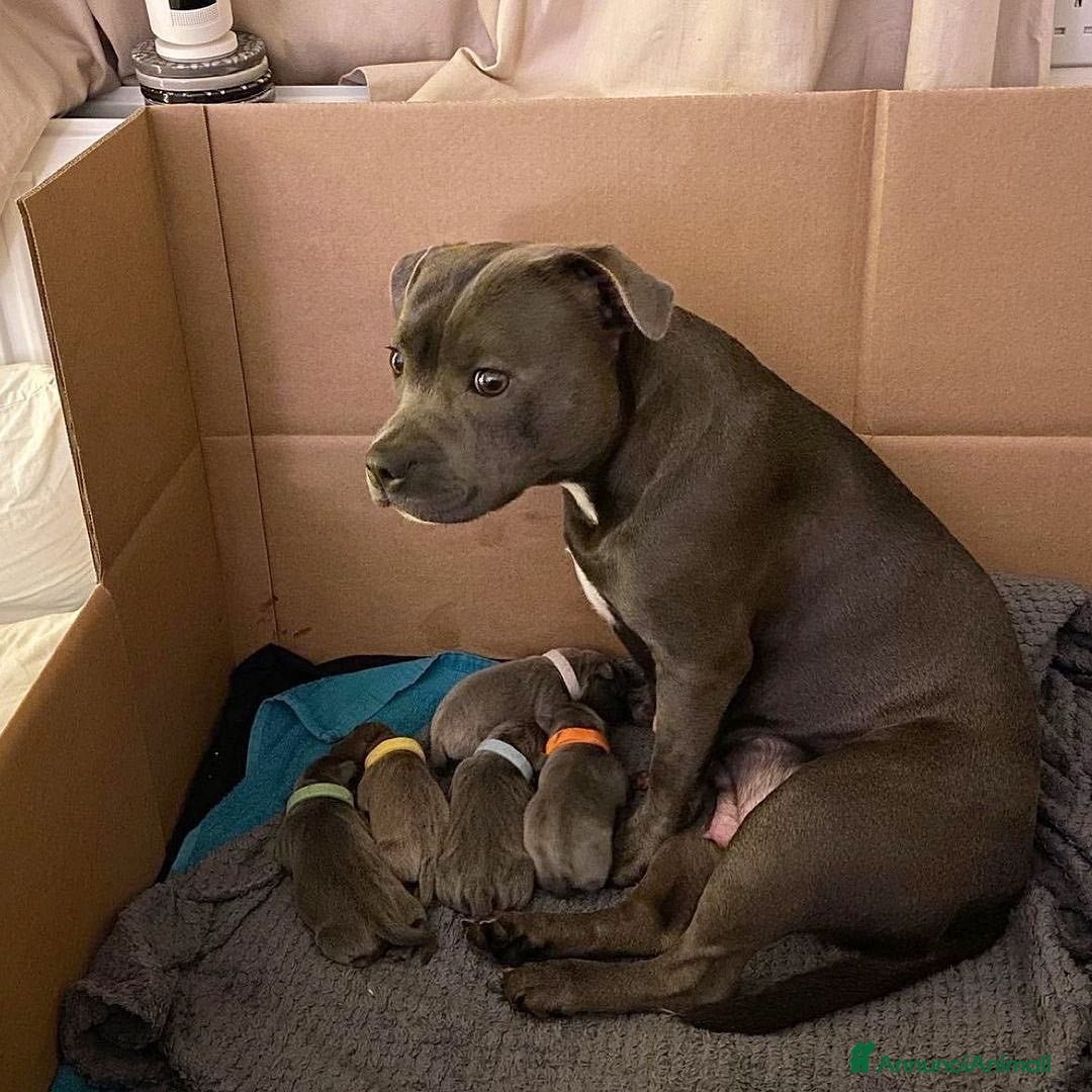 Pitbull cani in regalo: American Pitbull Terrier con pedigree - Annuncio 11