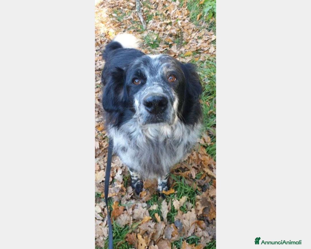 Meticcio cani in regalo: 2mix Setter vissuti 9ANNI SENZA USCIRE DAL BOX!ROM a Milano - Annuncio 3