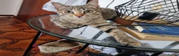 Meticcio gatti in regalo: BOLOGNA 3 mesi e mezzo micetta a BOLOGNA  - Annuncio 1