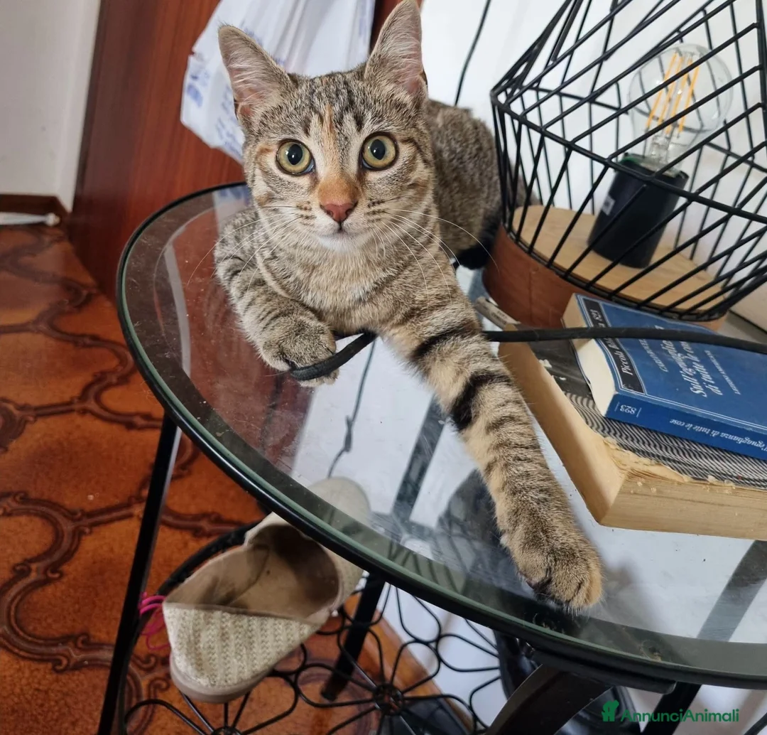 Meticcio gatti in regalo: BOLOGNA 3 mesi e mezzo micetta a BOLOGNA  - Annuncio 1