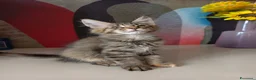 Maine Coon gatti in vendita: Cucciola tigrata Maine coon  - Annuncio 7