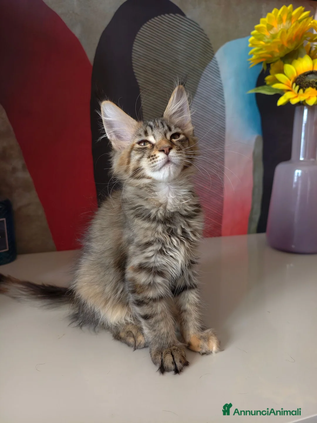 Maine Coon gatti in vendita: Cucciola tigrata Maine coon  - Annuncio 7