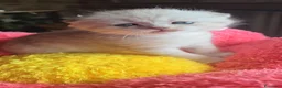 Scottish gatti in vendita: Cuccioli scottish fold e straight  - Annuncio 10