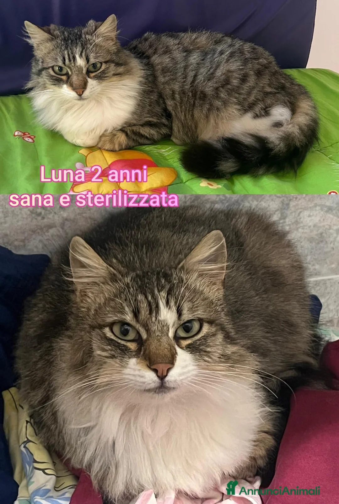 Meticcio gatti in regalo: MICINI: TEMPO SCADUTO, URGENTE  a Provincia di Arezzo - Annuncio 2