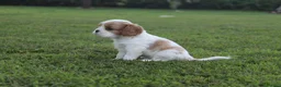 Cavalier King cani in vendita: Ultimo cucciolo di Cavalier King con Pedigree - Annuncio 4
