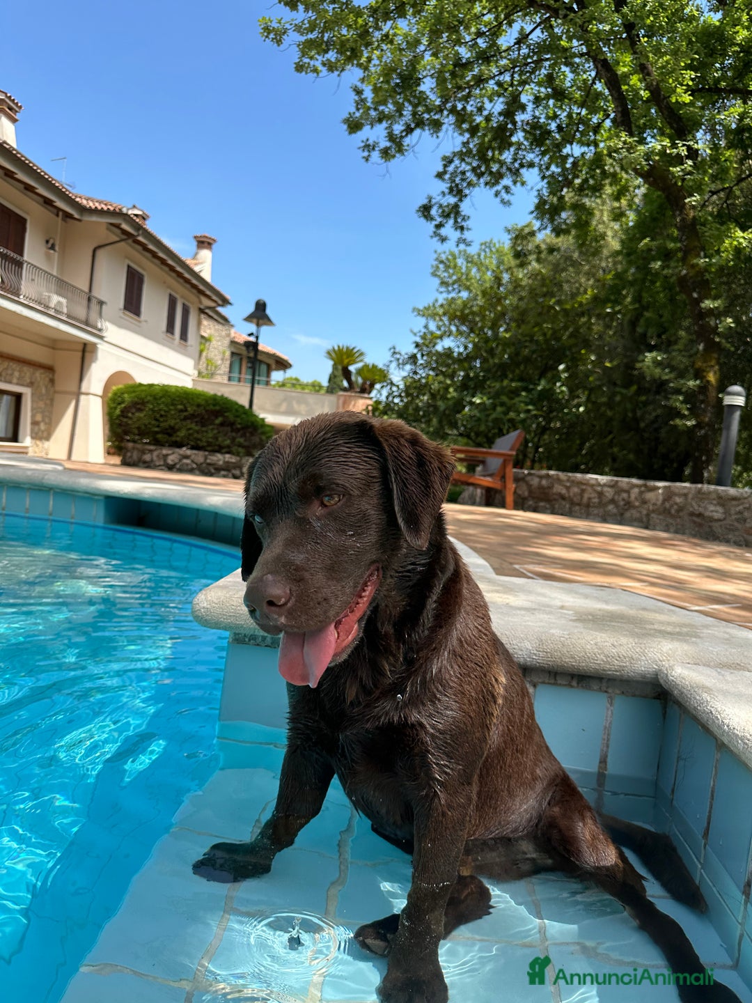 Labrador cani per accoppiamento: Kinder - Annuncio 4