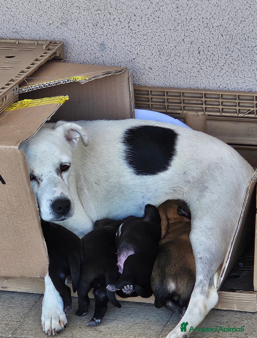 Meticcio cani in regalo: Cuccioli meticci  - Annuncio 6