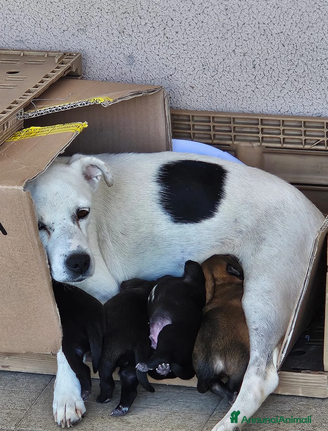 Meticcio cani in regalo: Cuccioli meticci  - Annuncio 6