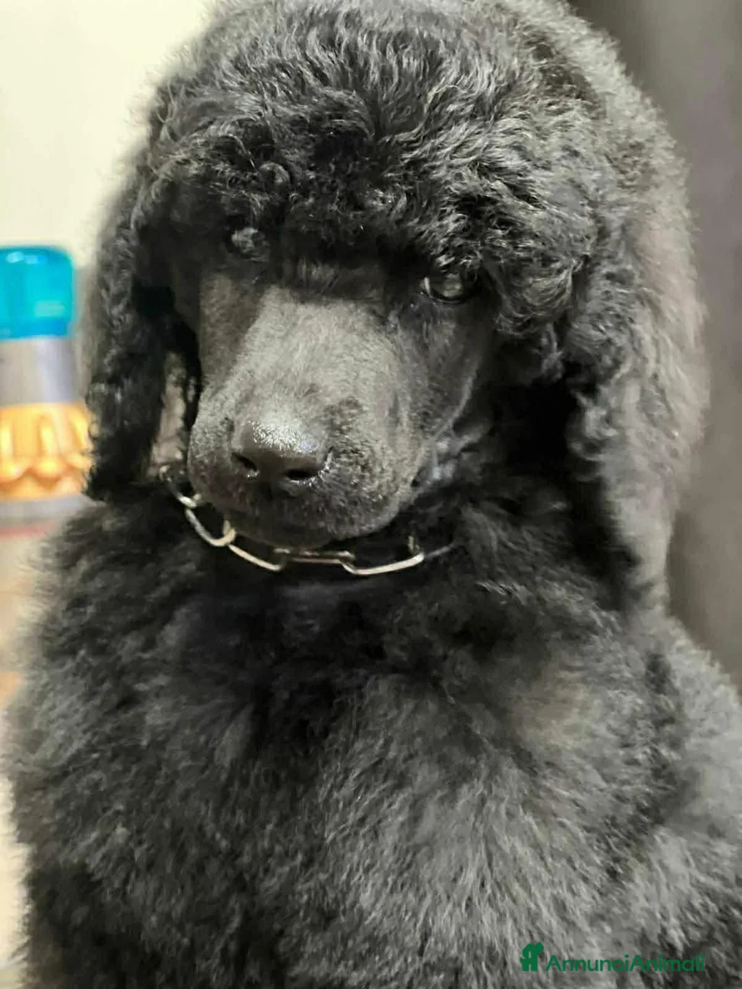 Barbone cani in vendita: Cuccioli di barbone grande mole alta genealogia a Città Metropolitana di Bari - Annuncio 1