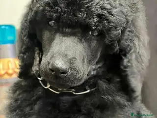 Barbone cani Cuccioli di barbone grande mole alta genealogia - Annuncio 1