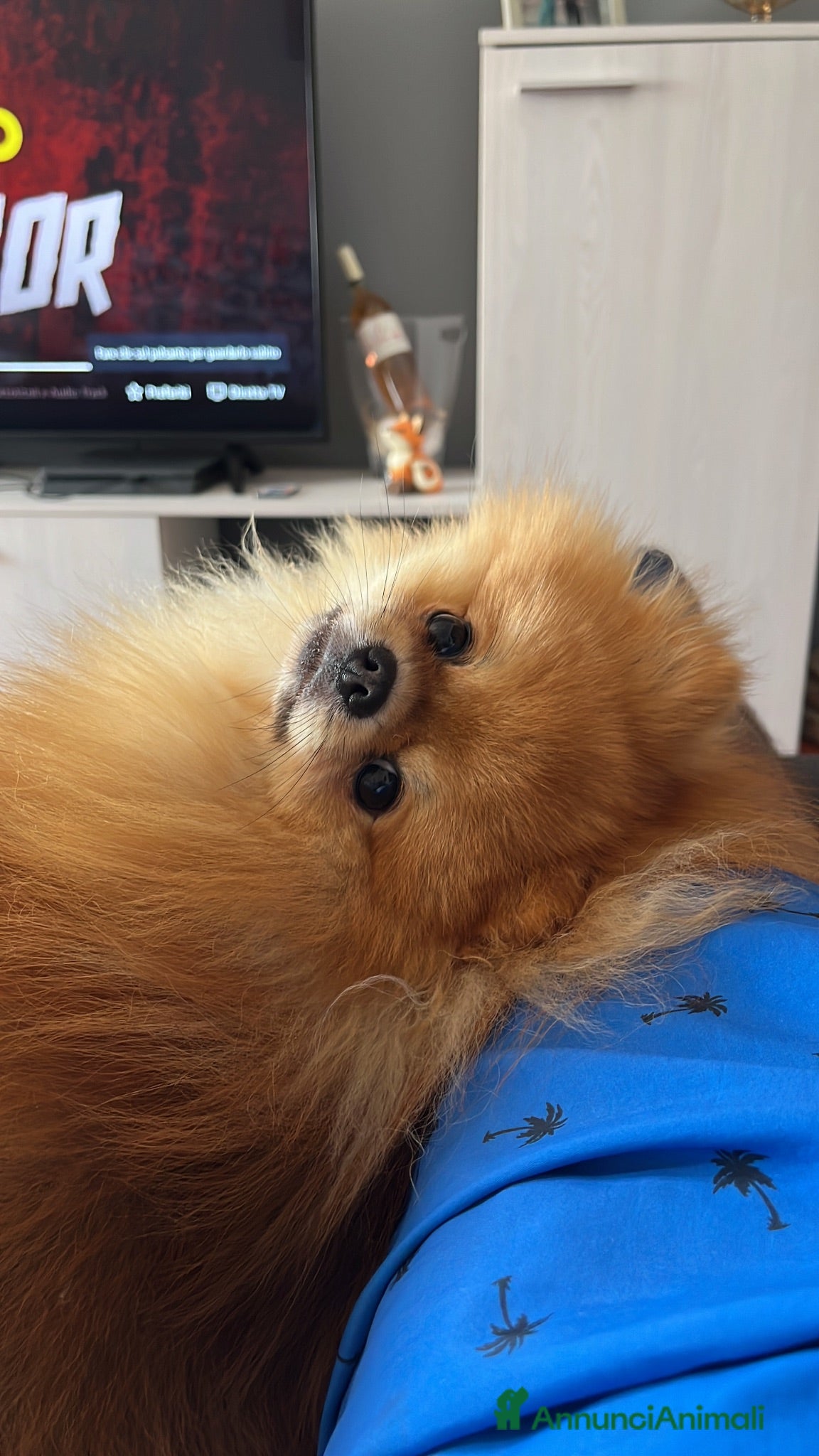 Spitz cani Mylo – spitz nano per accoppiamento  - Annuncio 8