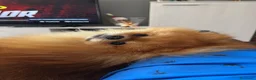 Spitz cani per accoppiamento: Mylo – spitz nano per accoppiamento  - Annuncio 1