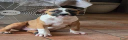 American Staffordshire cani in vendita: Cucciolo Amstaff  - Annuncio 5