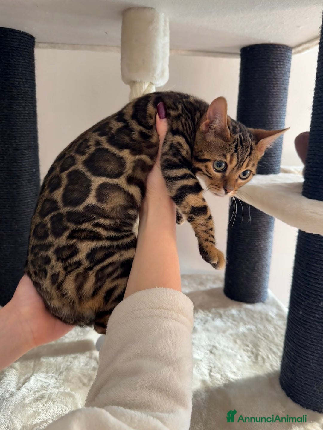 Bengala gatti in vendita: Gattina bengala brown spotted tabby  - Annuncio 28