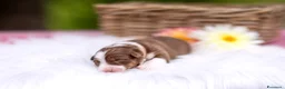 Australian Shepherd cani in vendita: Cuccioli pastore australiano con pedigree a Provincia di Parma - Annuncio 1