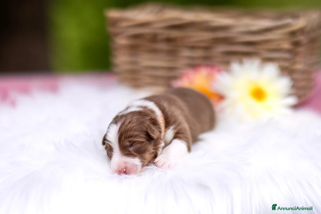 Australian Shepherd cani in vendita: Cuccioli pastore australiano con pedigree a Provincia di Parma - Annuncio 1