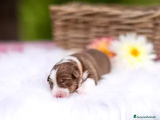 Australian Shepherd cani Cuccioli pastore australiano con pedigree - Annuncio 3