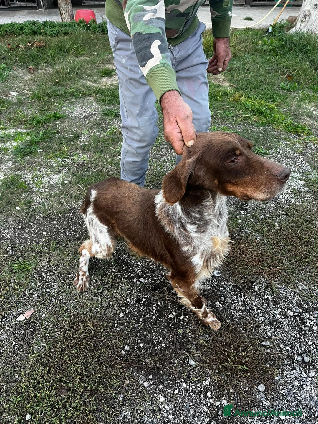 Setter Inglese cani in vendita: 2 femmine ottima genealogia - Annuncio 2