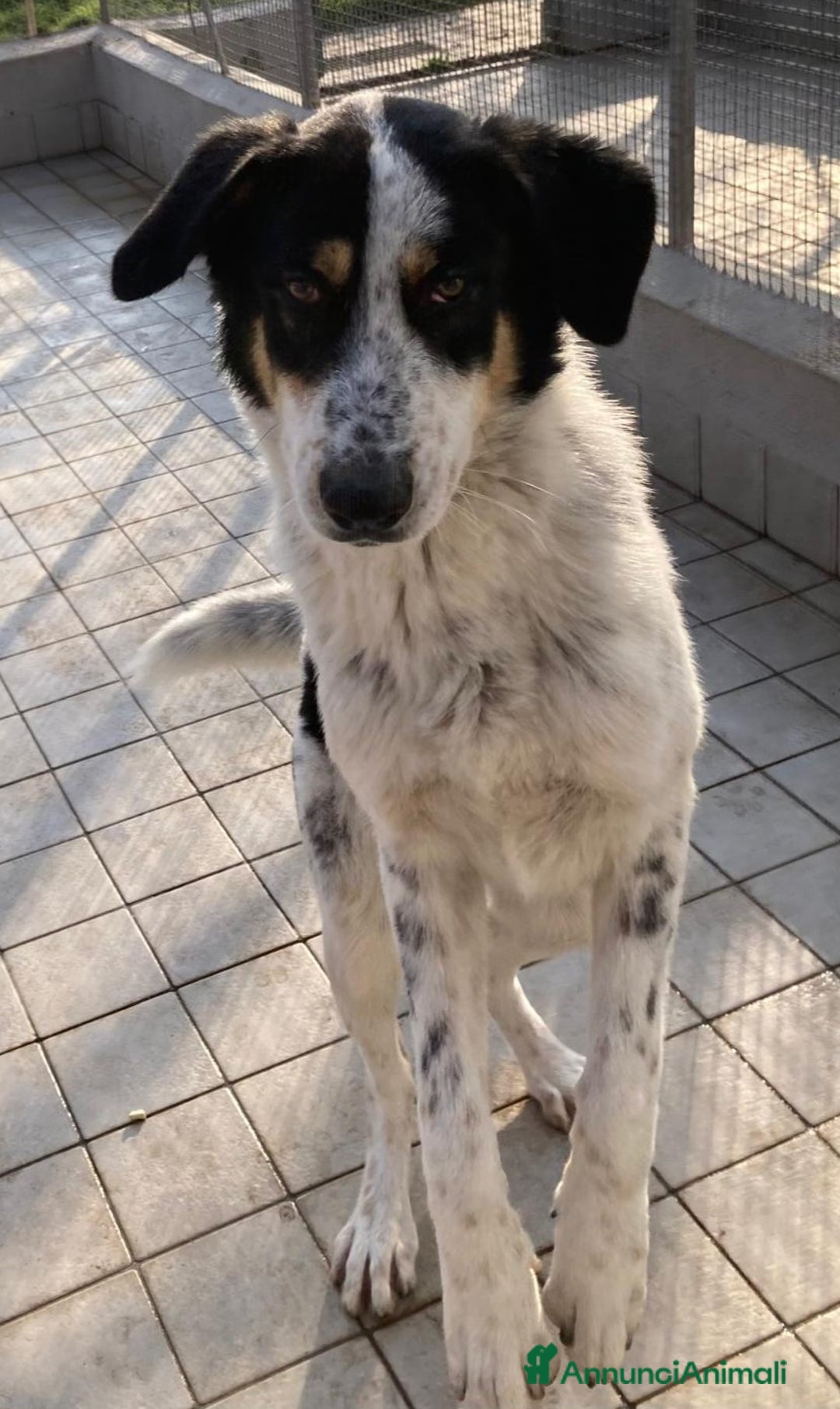 Altre razze cani in regalo: Mavy, super buono, cerca famiglia  a Città metropolitana di Roma Capitale - Annuncio 2