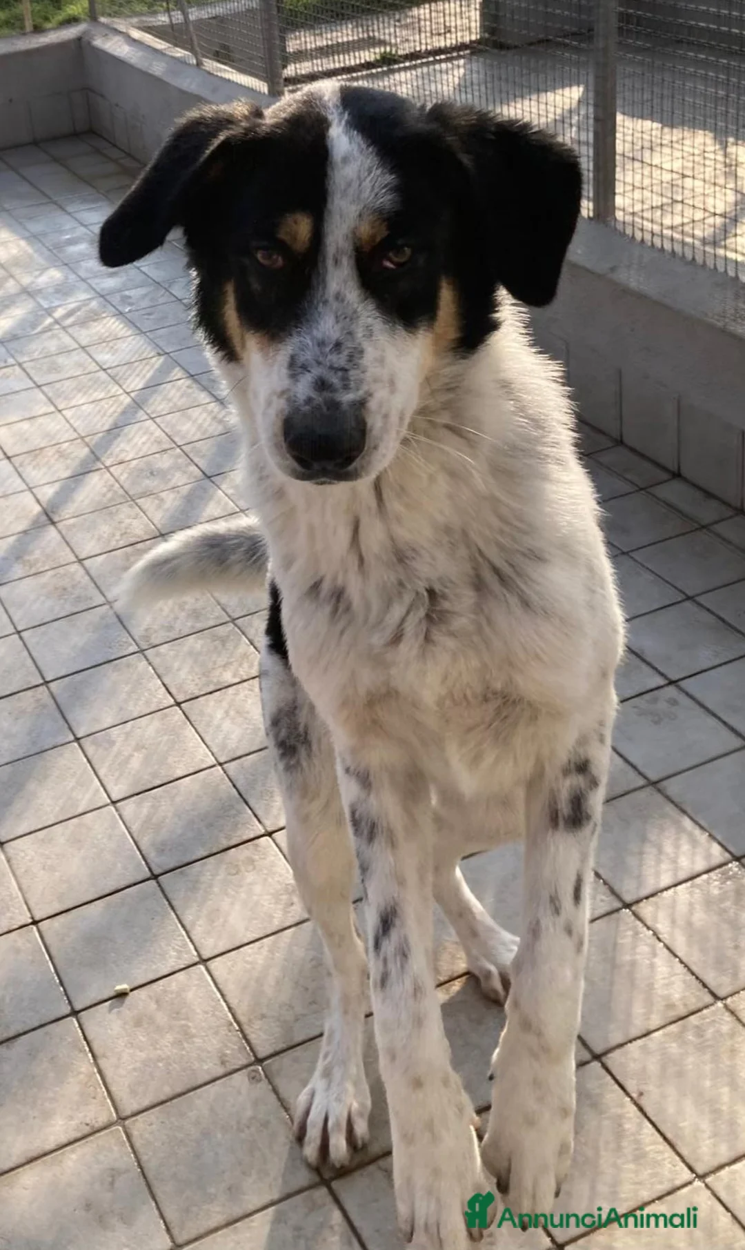 Altre razze cani in regalo: Mavy, super buono, cerca famiglia  a Città metropolitana di Roma Capitale - Annuncio 2