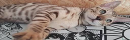 Bengala gatti in vendita: Bengala cuccioli con pedegree - Annuncio 8