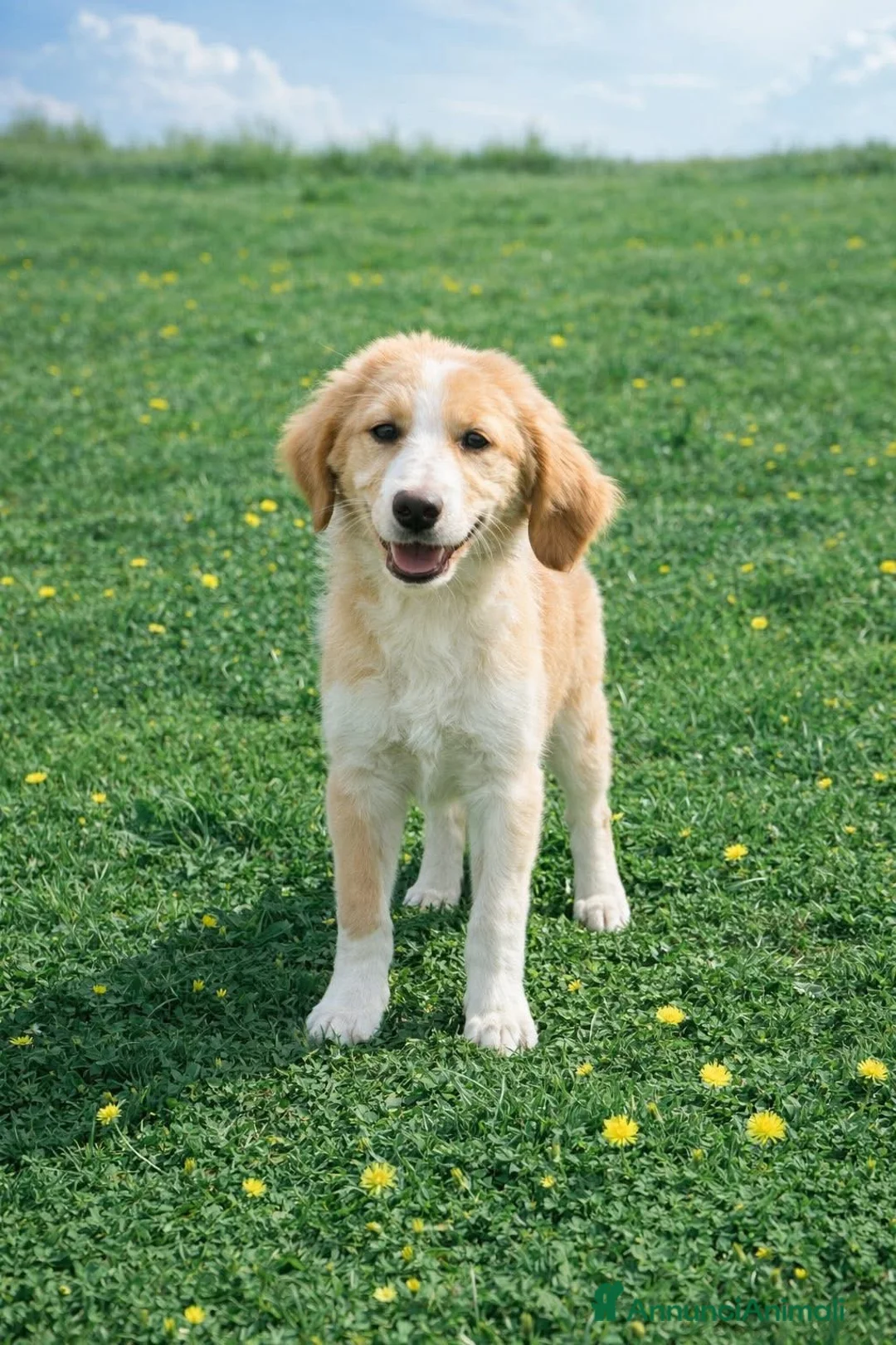 Australian Shepherd cani in regalo: Cucciole MIX pastore australiano - Annuncio 8