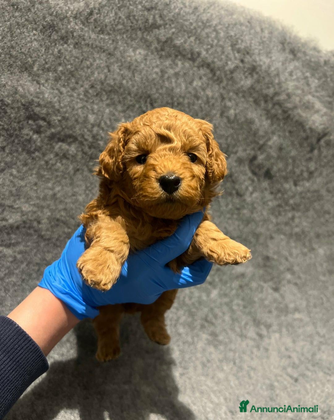 Barboncino Toy cani in vendita: 🏆 Cuccioli di barboncino ❤️Pronti a partire a Città metropolitana di Roma Capitale - Annuncio 1