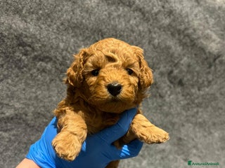 Barboncino Toy cani 🏆 Cuccioli di barboncino ❤️Pronti a partire a Città metropolitana di Roma Capitale - Annuncio 34