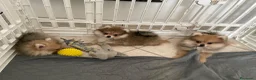 Volpino Pomerania cani in vendita: Pomerania - Annuncio 2