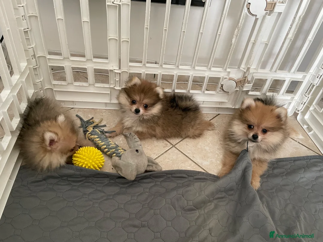Volpino Pomerania cani in vendita: Pomerania - Annuncio 2