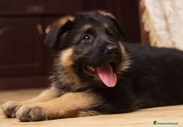Pastore Tedesco cani Cuccioli di pastore tedesco. Solo femmine - Annuncio 1