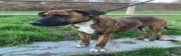 Meticcio cani in regalo: MORGANA superaffettuosa! a Città metropolitana di Milano - Annuncio 3