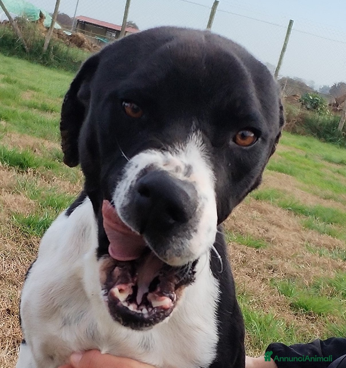 Meticcio cani Boris il cane che ti fa l'occhietto in adozione a Provincia di Latina - Annuncio 28