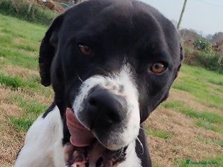 Meticcio cani Boris il cane che ti fa l'occhietto in adozione a Provincia di Latina - Annuncio 19