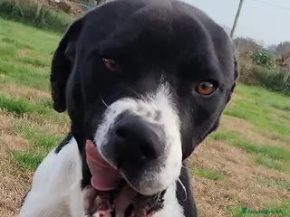 Meticcio cani Boris il cane che ti fa l'occhietto in adozione a Provincia di Latina - Annuncio 14