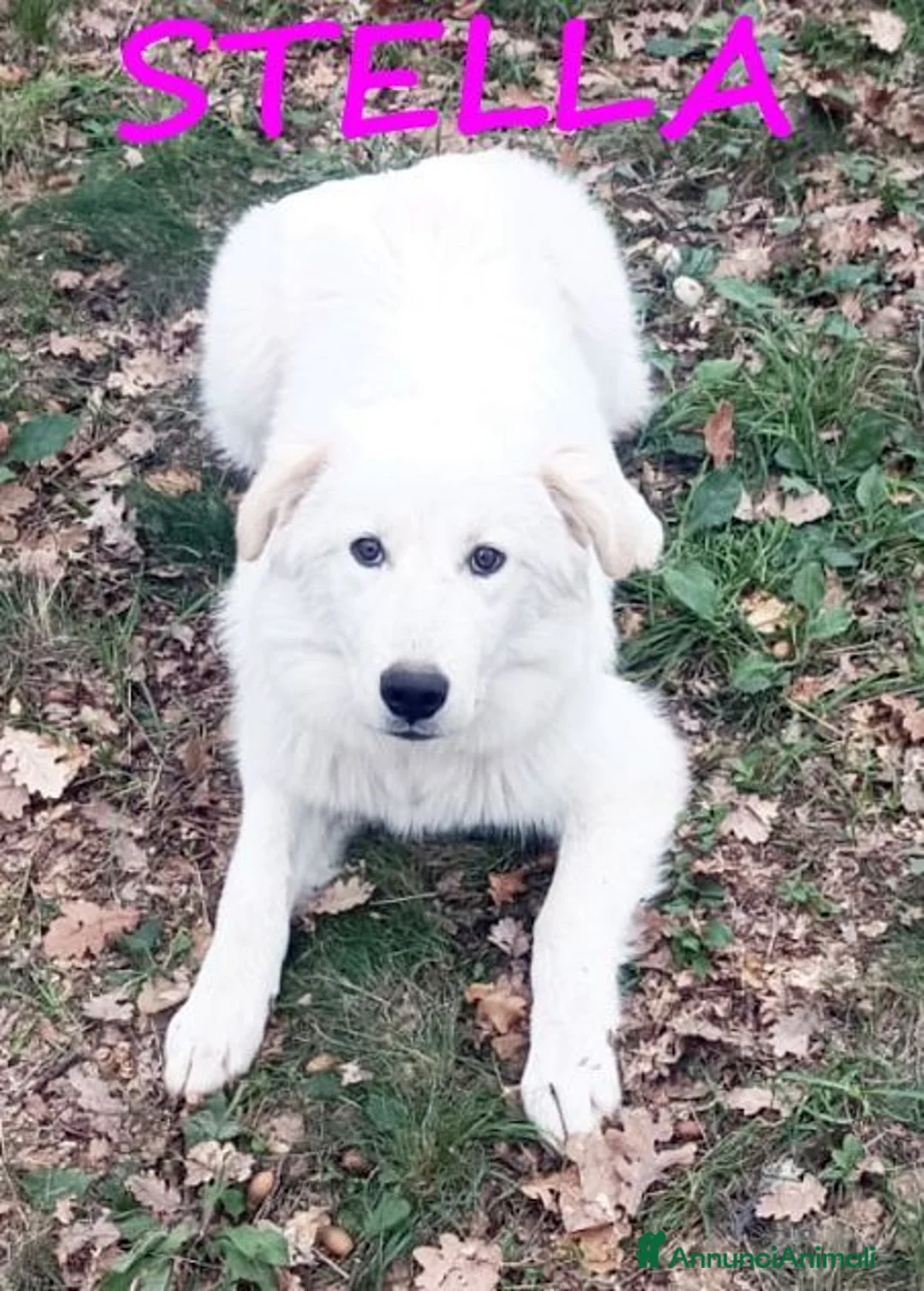 Meticcio cani in regalo: Meravigliose NINA e STELLA a Provincia di Parma - Annuncio 2