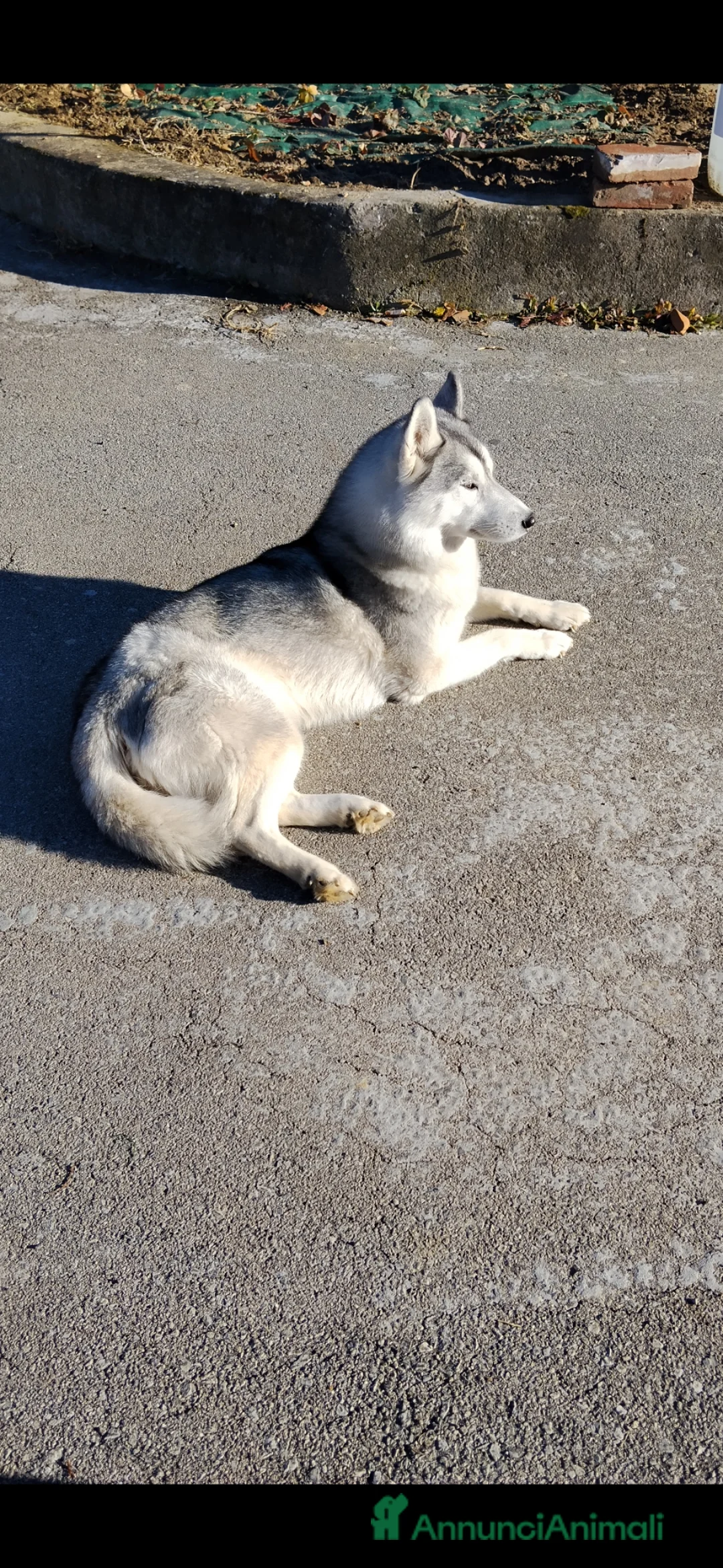 Husky cani in vendita: Bellissimi cuccioli di siberian husky  - Annuncio 1