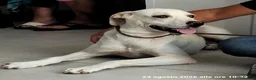 Meticcio cani in regalo: Bella la cucciolona che ama i mici - Annuncio 3