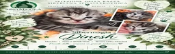 Siberiano gatti in vendita: SIBERIANI GATTINI IPOALLERGENICI - Annuncio 2