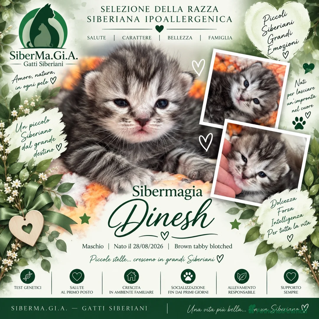 Siberiano gatti in vendita: SIBERIANI GATTINI IPOALLERGENICI - Annuncio 2