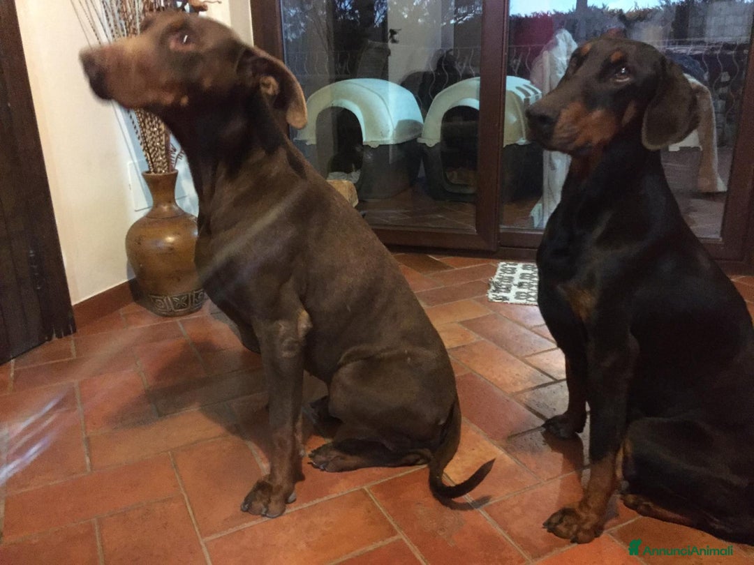 Dobermann cani in vendita: Cuccioli di dobermann disponibili marroni e neri  - Annuncio 3