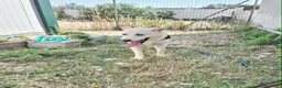 Meticcio cani in regalo: Joy stupendo cucciolo in attesa di una famiglia - Annuncio 4