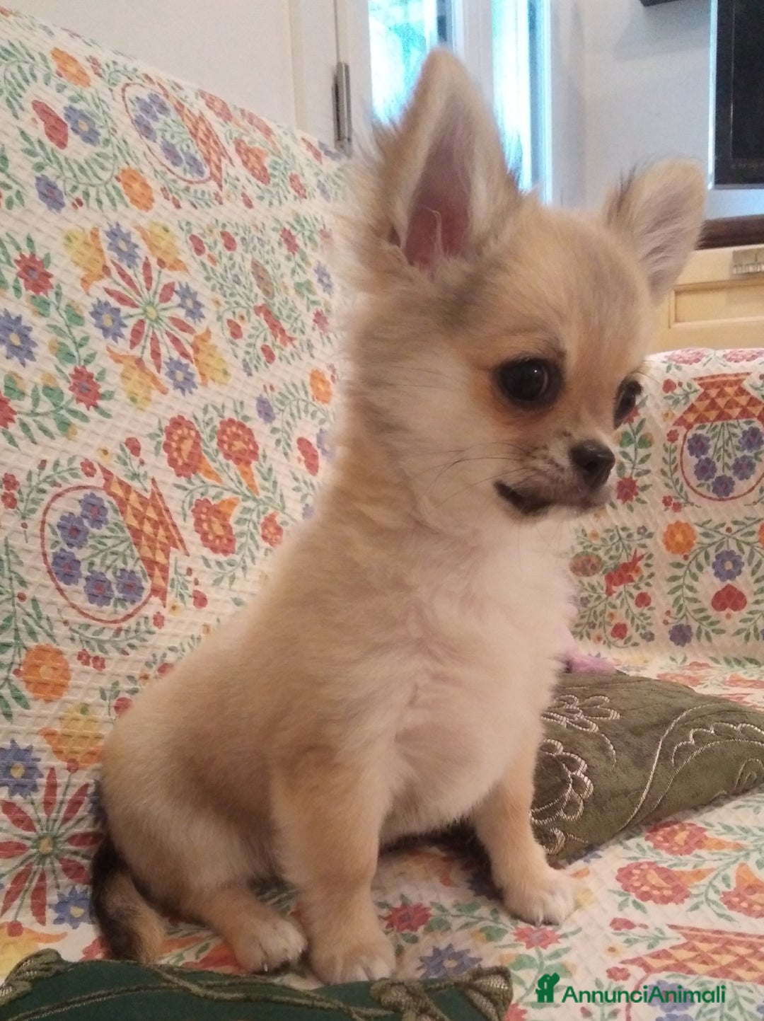 Chihuahua cani in vendita: Chihuahua maschio a pelo lungo con Pedegree Enci  - Annuncio 5