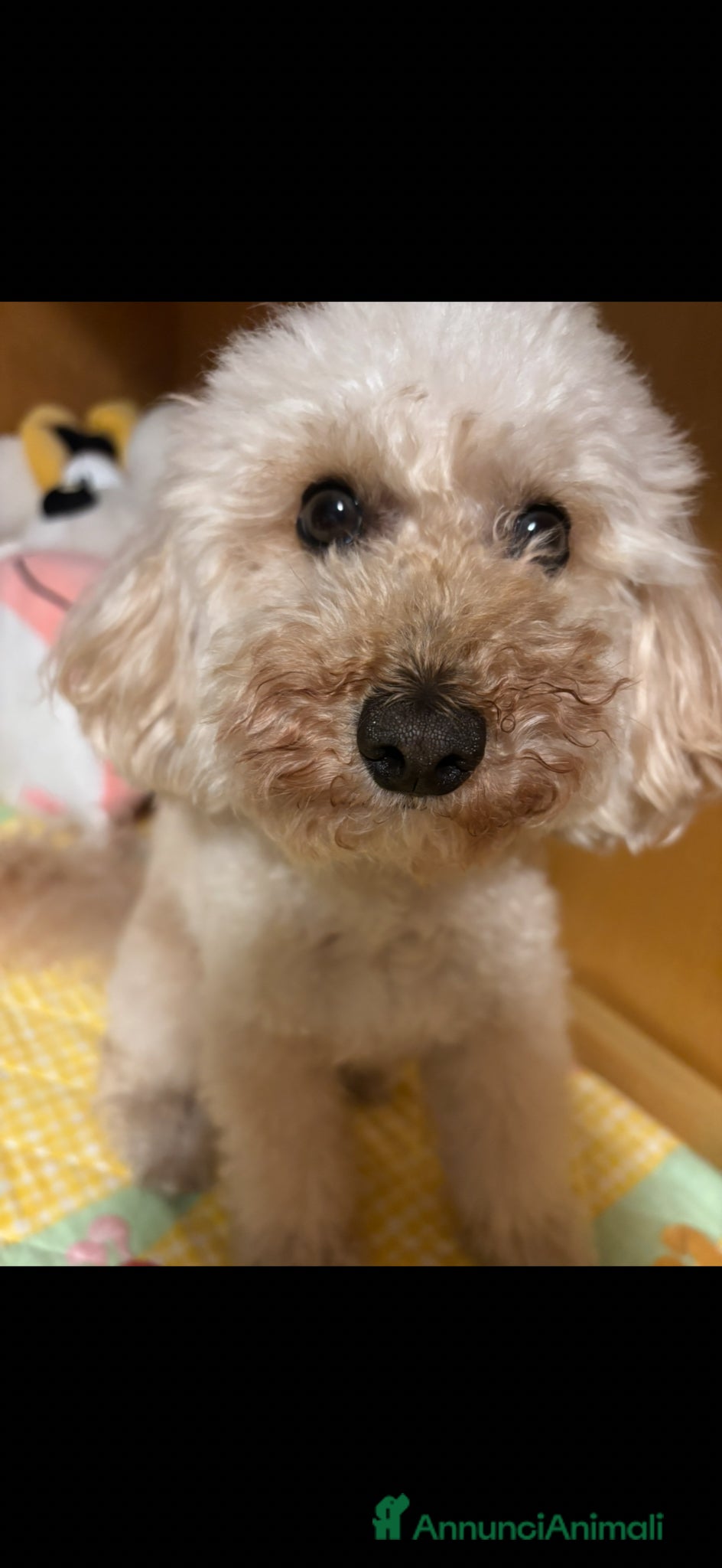 Barboncino Toy cani Barboncino toy cerca fidanzatina  - Annuncio 1