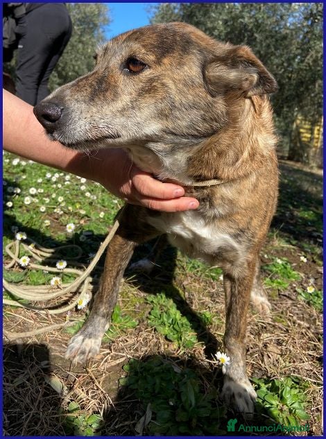 Meticcio cani WILMA nonnina sprint - Annuncio 8