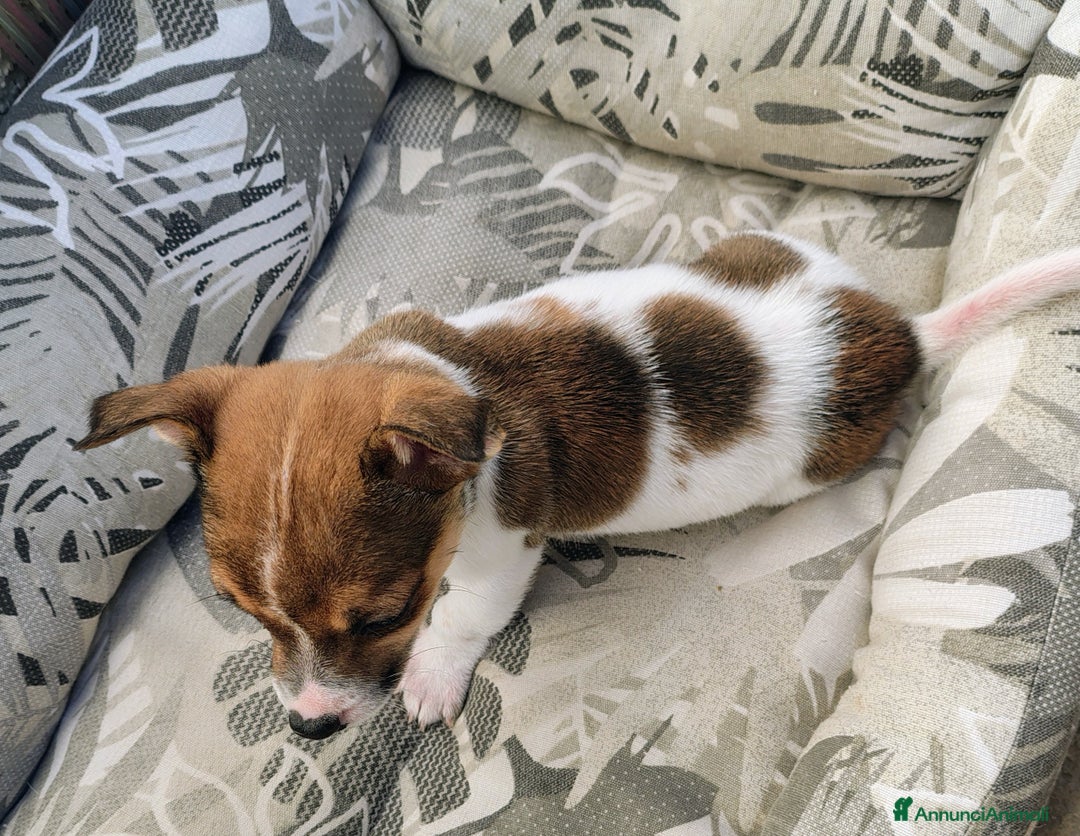 Jack Russell cani in vendita: Cuccioli jack russel  - Annuncio 5