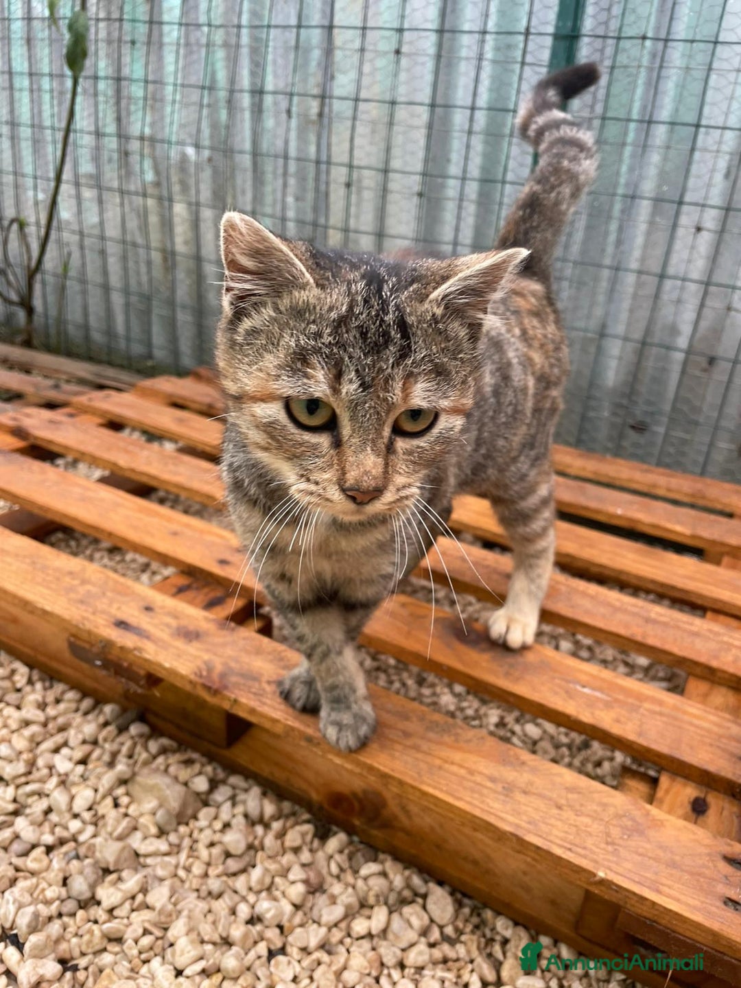 Meticcio gatti in regalo: LA PICCOLA E DOLCE TIGRA - Annuncio 3