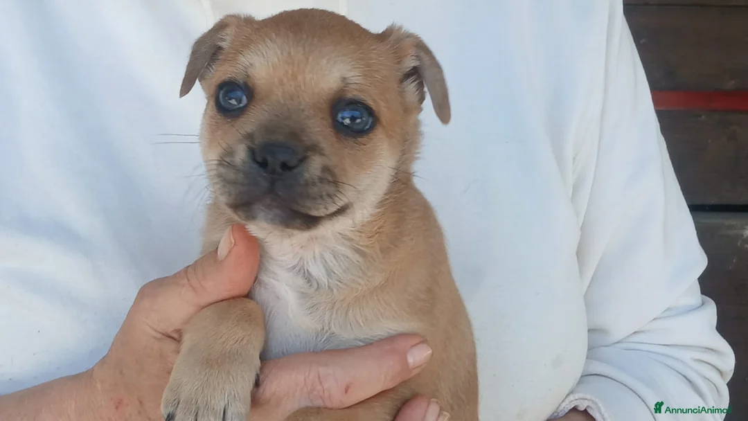 Meticcio cani in regalo: IL DOLCE ZENO STA CERCANDO LA SUA MAMMA - Annuncio 2