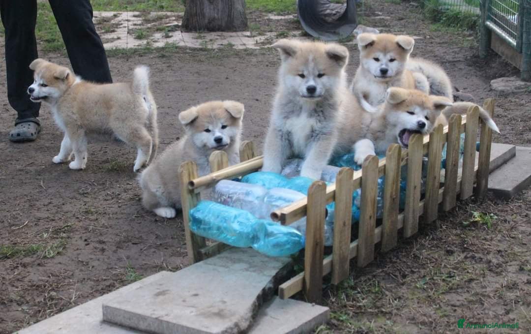 Akita Inu cani in vendita: CUCCIOLI AKITA INU  a Province of Monza and Brianza - Annuncio 5